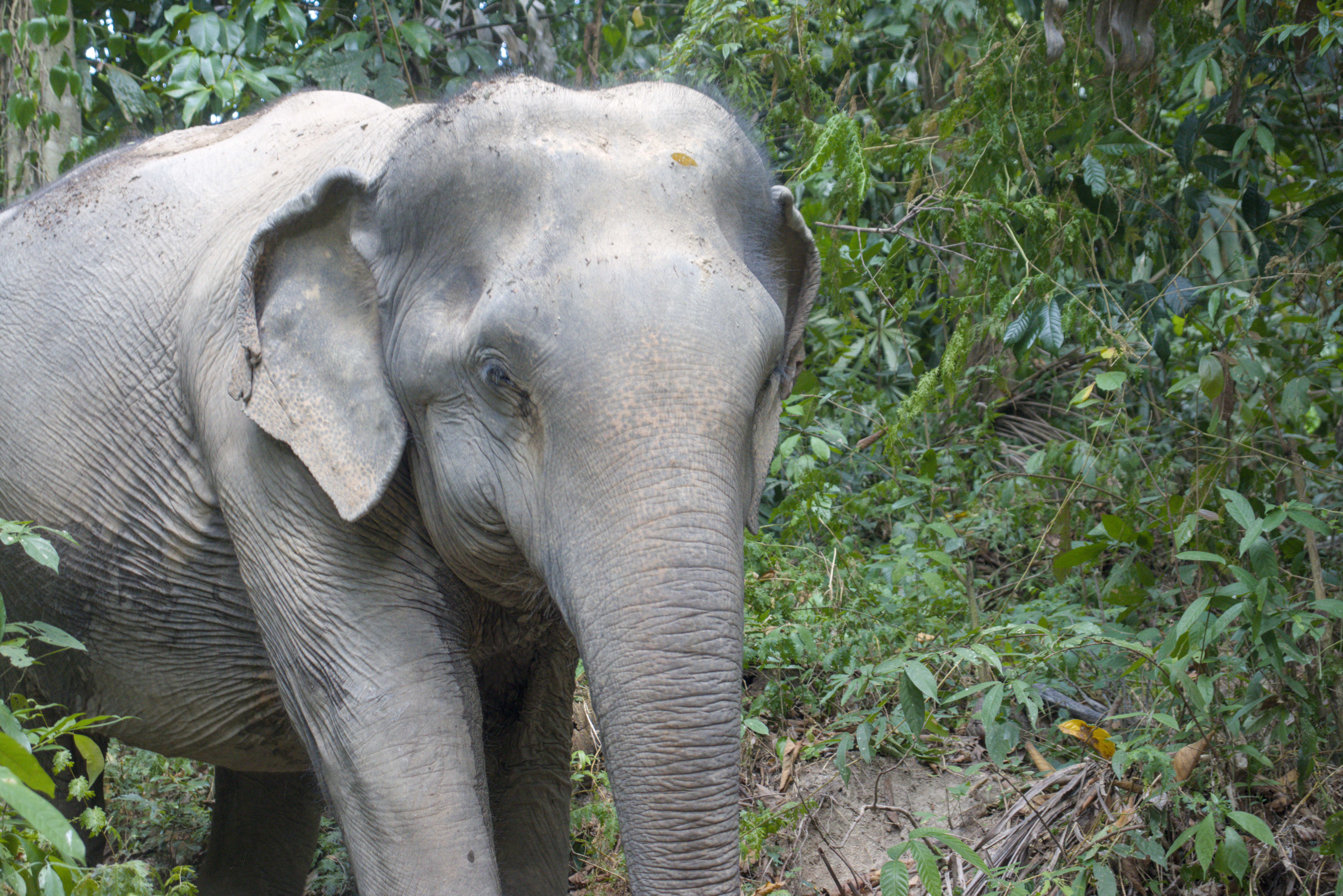 Elephant in the Room