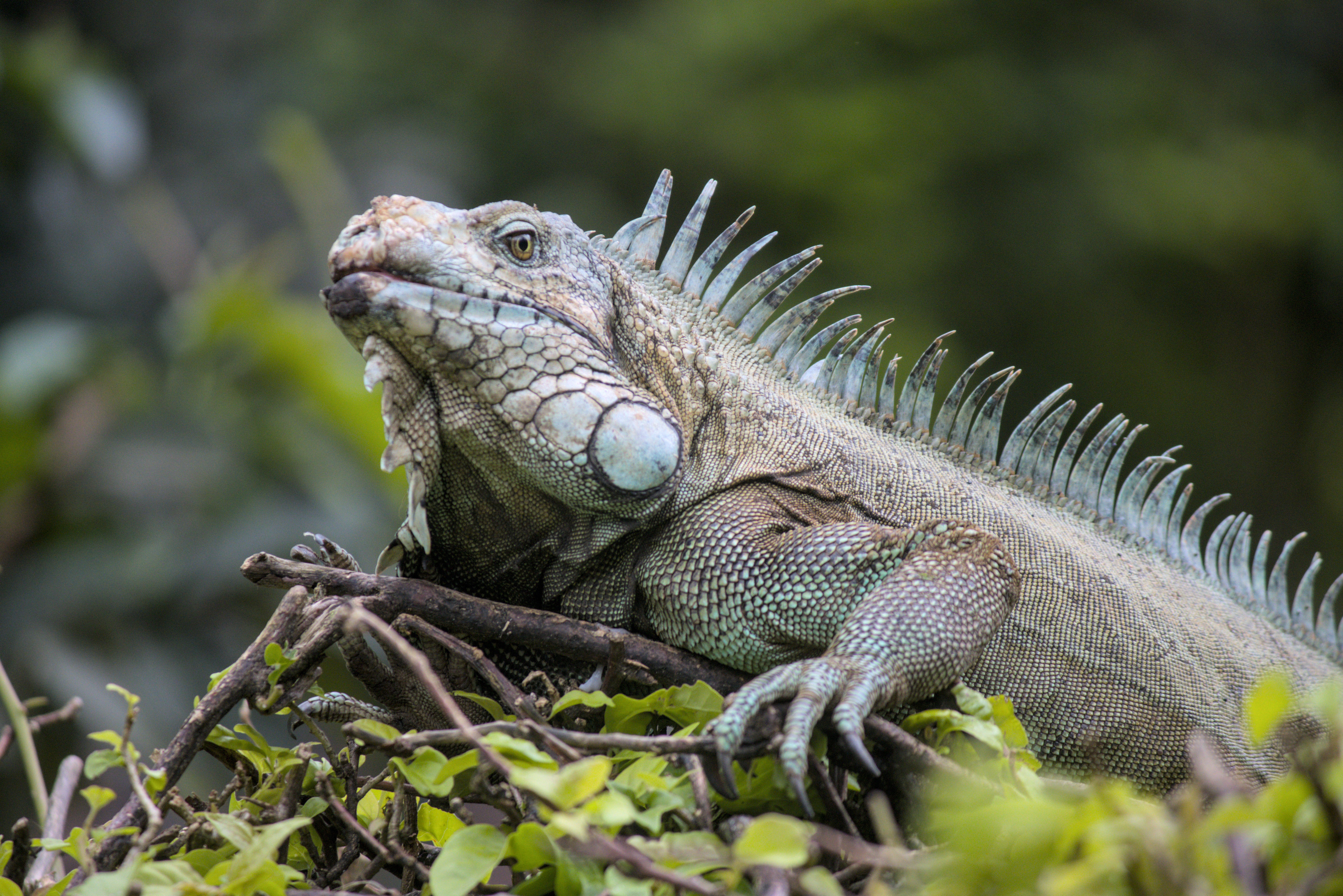 Eine Reptilie, weiß nicht welche